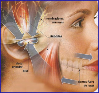 Músculos de la articulación temporomandibular, Sistemas