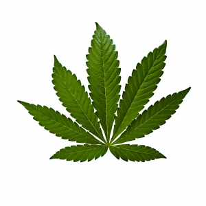 cannabis_indica